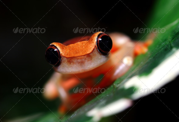 Clown Tree Frog - Stock Photo - Images