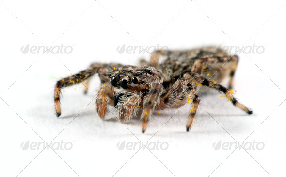 Jumping Spider - Stock Photo - Images