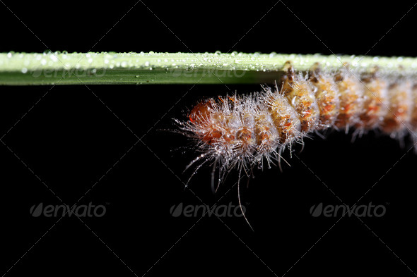 Fall Webworm - Stock Photo - Images