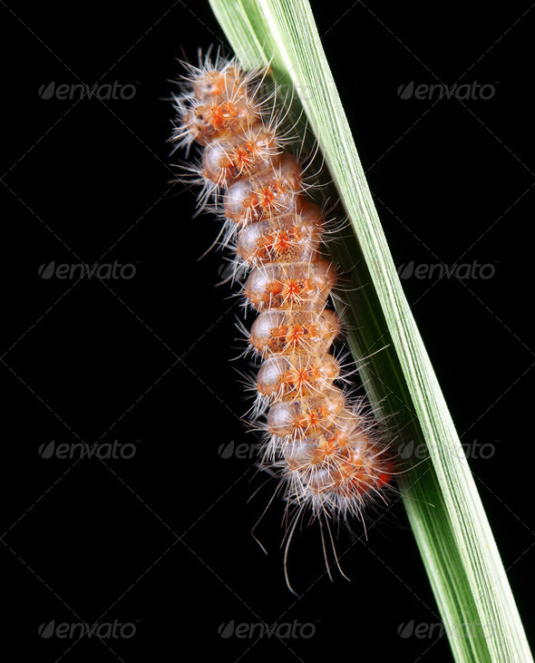 Fall Webworm - Stock Photo - Images