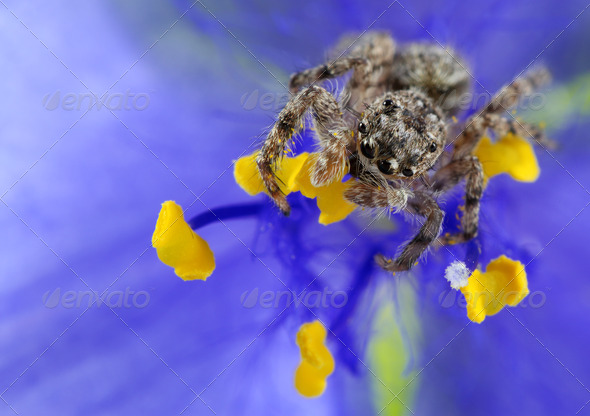 Jumping Spider - Stock Photo - Images