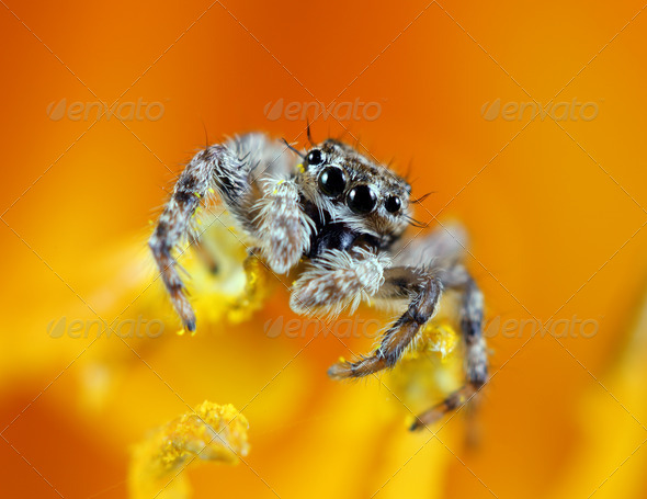 Jumping Spider - Stock Photo - Images