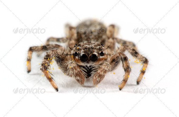 Jumping Spider - Stock Photo - Images