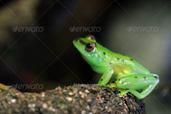 Glass Frog - Stock Photo - Images