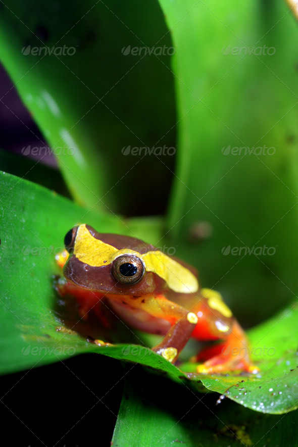 Clown Tree Frog - Stock Photo - Images