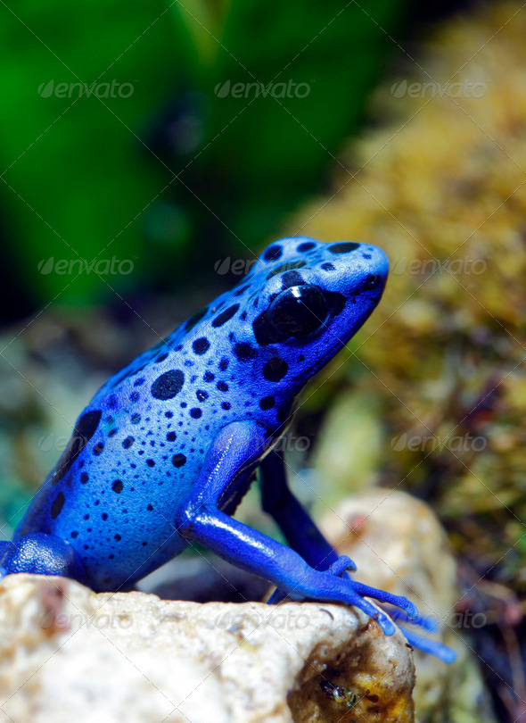 Blue Poison Dart Frog - Stock Photo - Images
