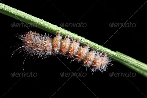 Fall Webworm - Stock Photo - Images