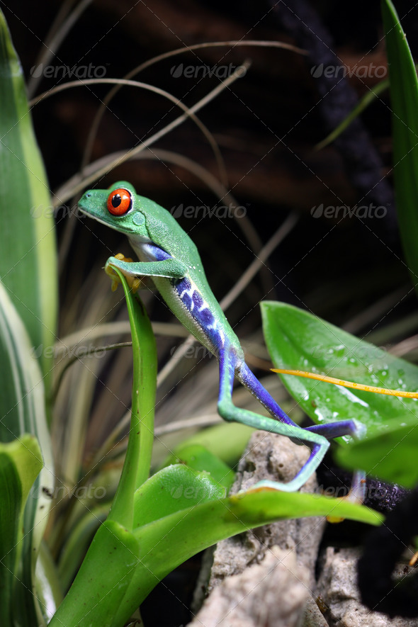 Red Eyed Tree Frog - Stock Photo - Images