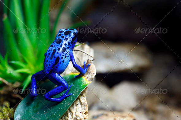 Blue Poison Dart Frog - Stock Photo - Images
