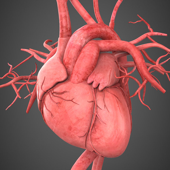 Realistic Human Heart - 3Docean 8770617