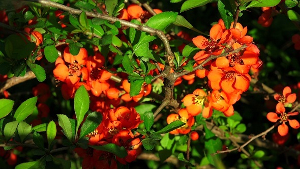 Quince Orange Flowers