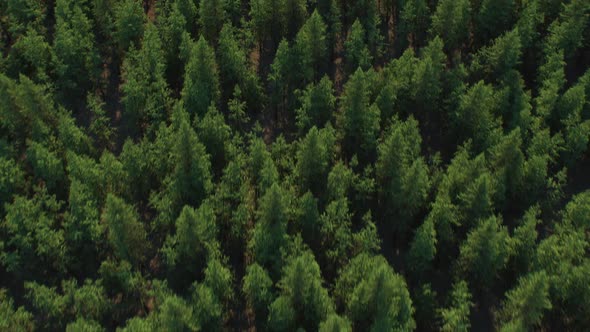 Serene Aerial Forest View – Cinematic Nature Landscape (Full HD) alt