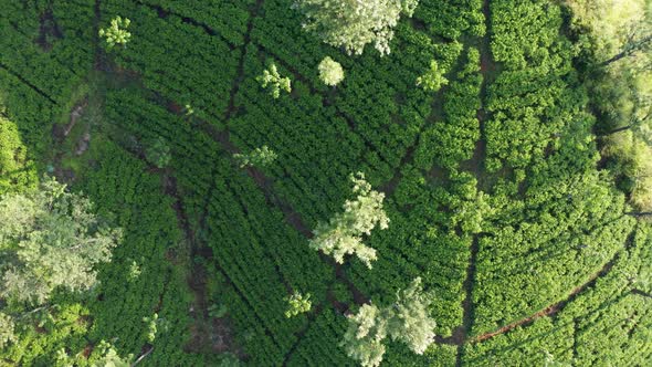 Aerial View of Tea Plantations, Fields, Waterfall During Sunrise