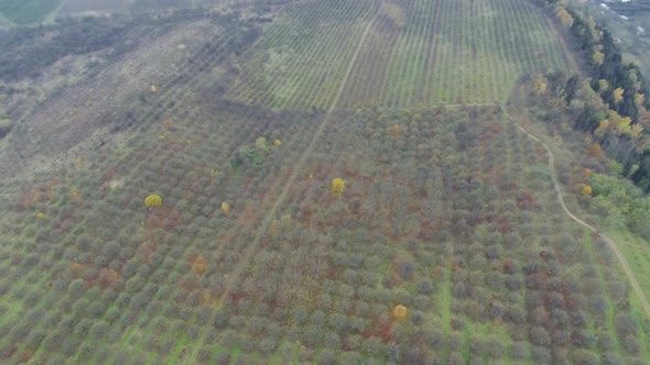 Aerial shot autumn garden