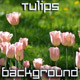 Tulips in Garden Tulips in Garden - VideoHive Item for Sale