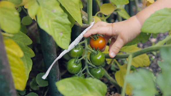 Child Picks a Tomato in the Garden