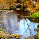 River in Autumn - VideoHive Item for Sale