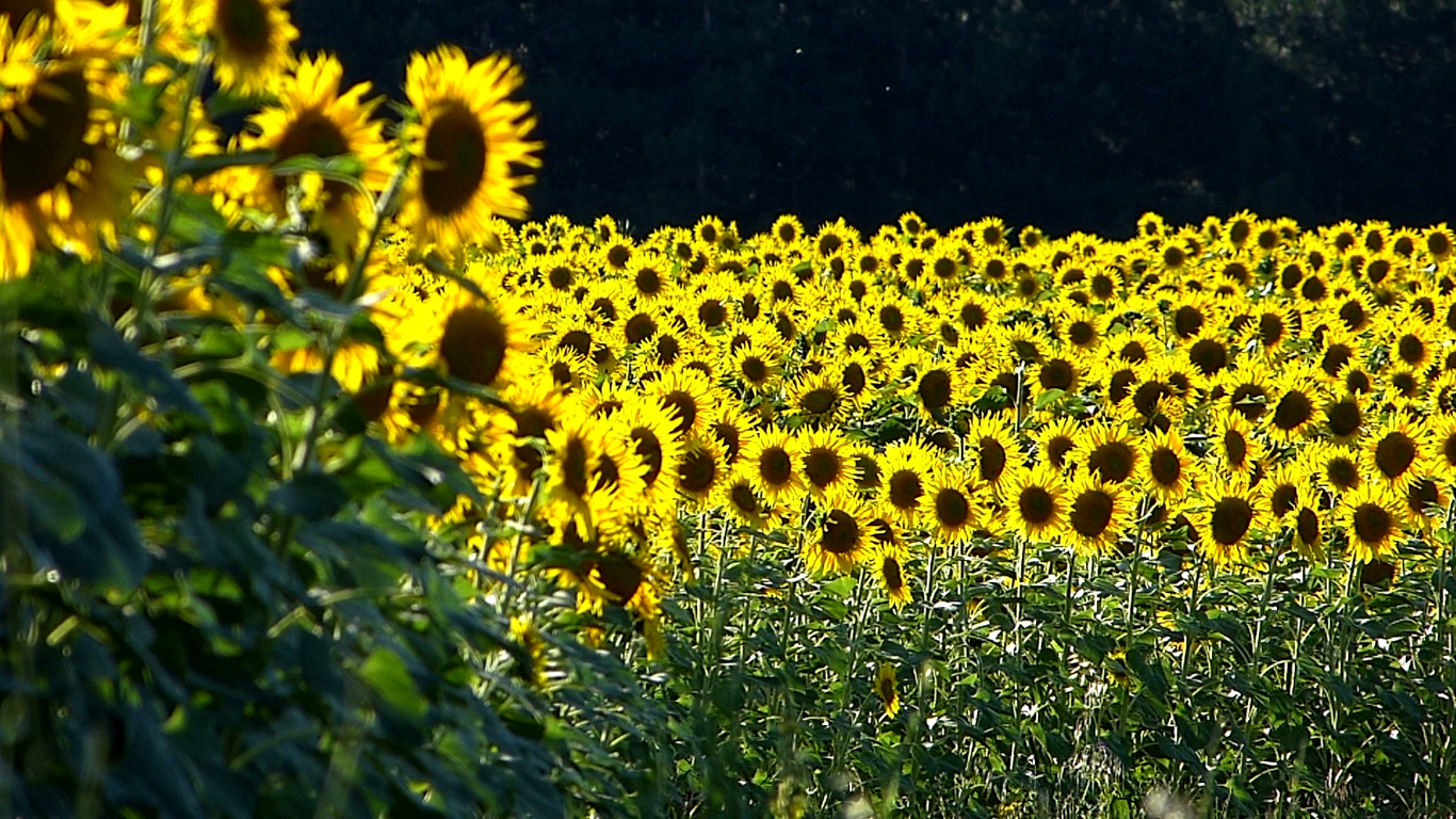 Sunflowers
