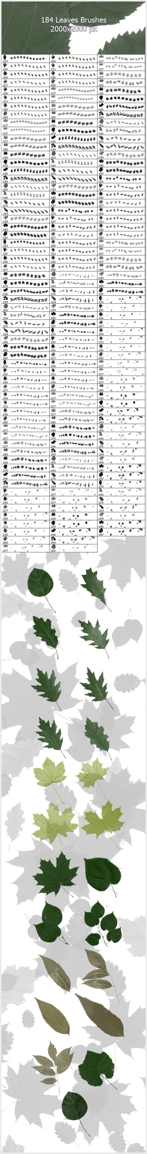 184 Leaves Brushes ( 2000px ) - Flourishes Brushes
