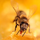 Bee Gathering Honey and Nectar - VideoHive Item for Sale