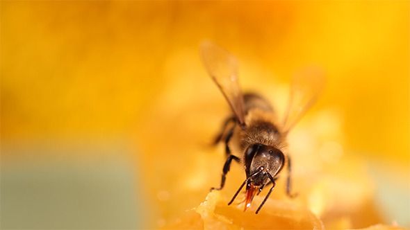 Bee Gathering Honey and Nectar