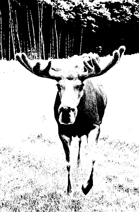 Vector Silhouettes Generator by tamiq GraphicRiver