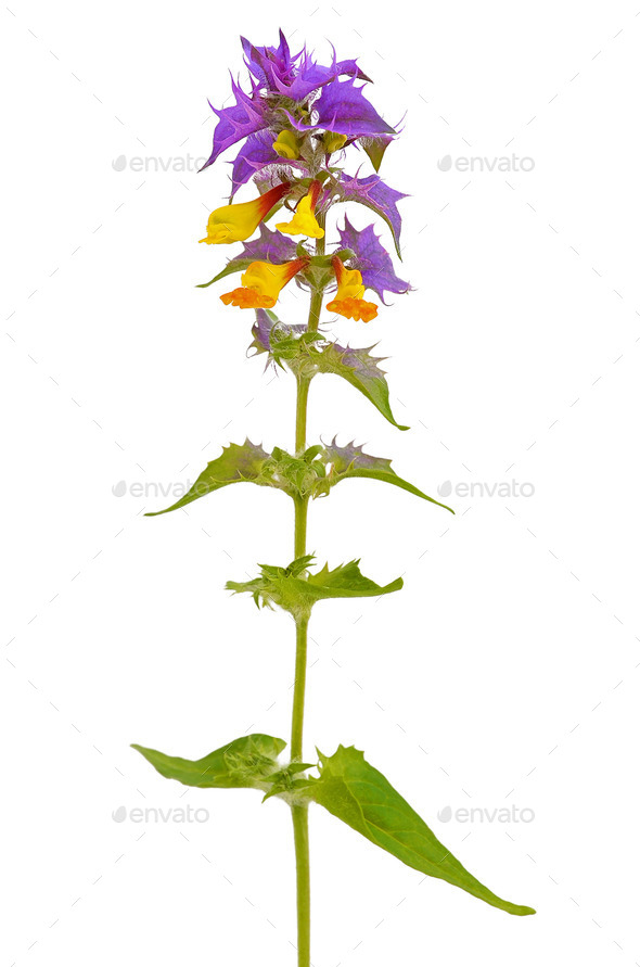 Melampyrum nemorosum flower - Stock Photo - Images