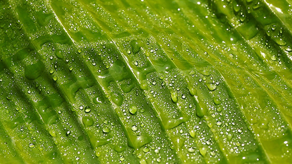 Green Leaf In Nature 11