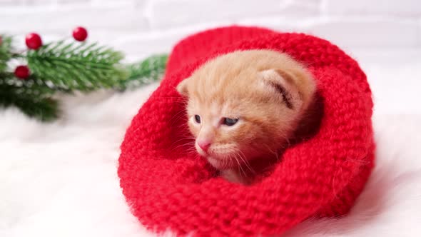 A little Christmas ginger kitten licks its lips in a knitted red santa ha