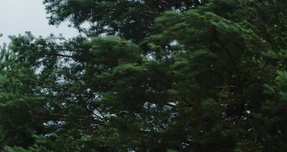 Blue Spruce, Branches Swaying in the Wind alt