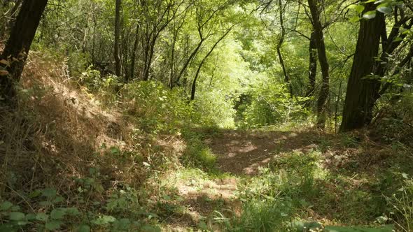 Forest trail establishing scene slow motion footage alt