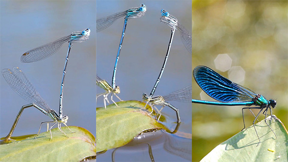 Mating Season Of Dragonflies 3