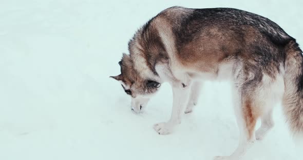 Large Husky Sled Dog Malamute on Street in Winter