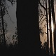 Forest At Sunset - VideoHive Item for Sale