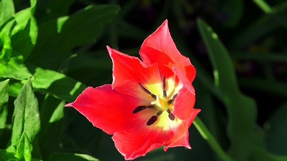 Red Tulip 3