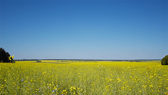 Oilseed Rapeseed Field