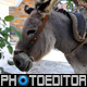 Patient Donkey With Saddle - 10
