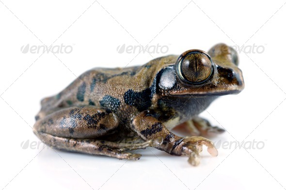 Peacock Tree Frog - Stock Photo - Images