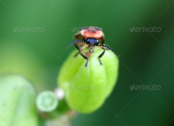 Firefly - Stock Photo - Images