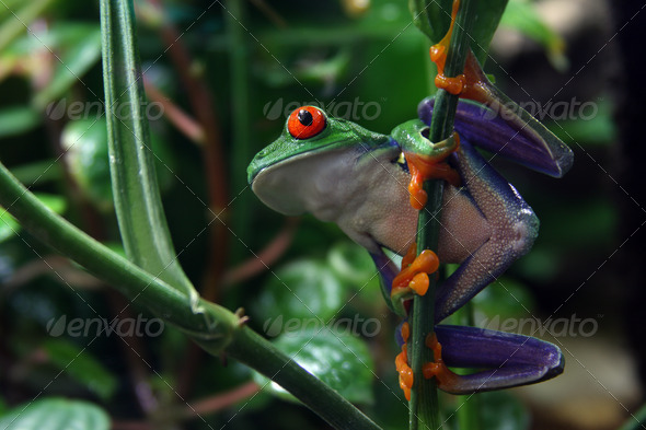 Red Eyed Tree Frog - Stock Photo - Images