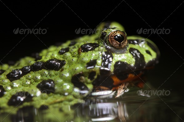 Fire Bellied Toad - Stock Photo - Images