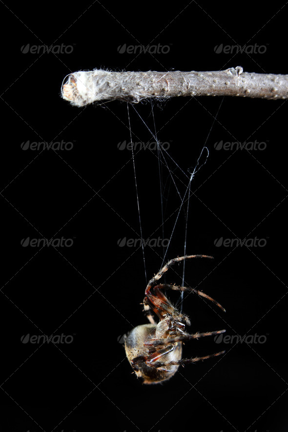 Orb Weaver Spider - Stock Photo - Images