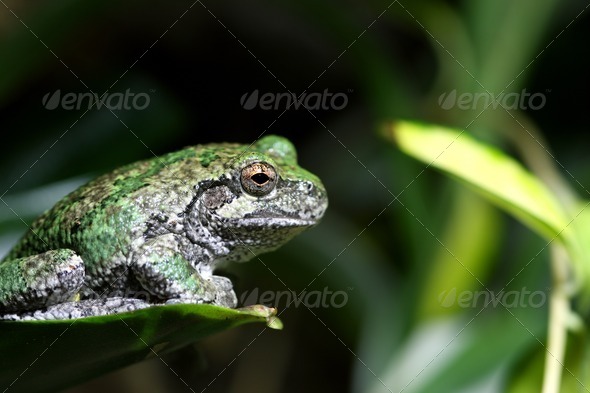 Gray Tree Frog - Stock Photo - Images
