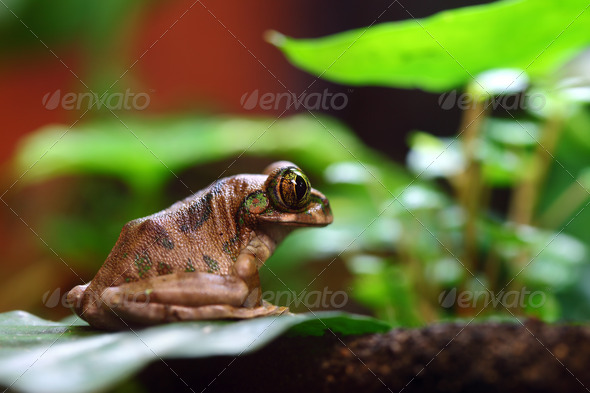 Peacock Tree Frog - Stock Photo - Images