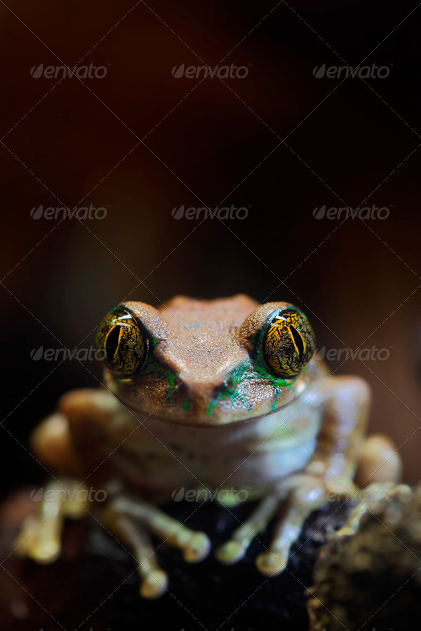 Peacock Tree Frog - Stock Photo - Images