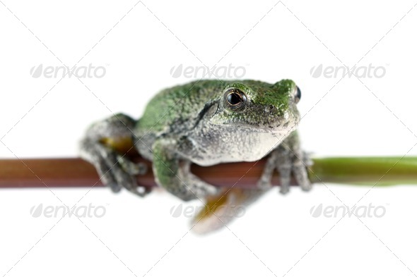 Gray Tree Frog - Stock Photo - Images