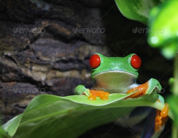 Big Red Eyes - Stock Photo - Images