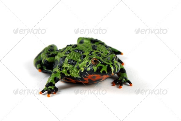 Fire Bellied Toad - Stock Photo - Images