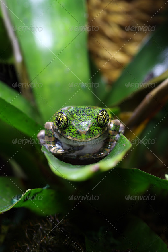 Peacock tree frog - Stock Photo - Images