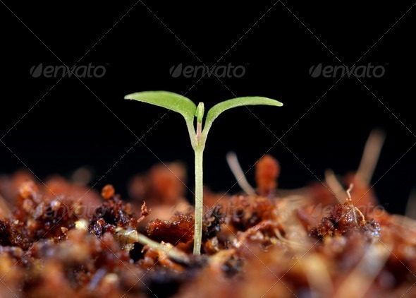 First Sign of Spring - Stock Photo - Images